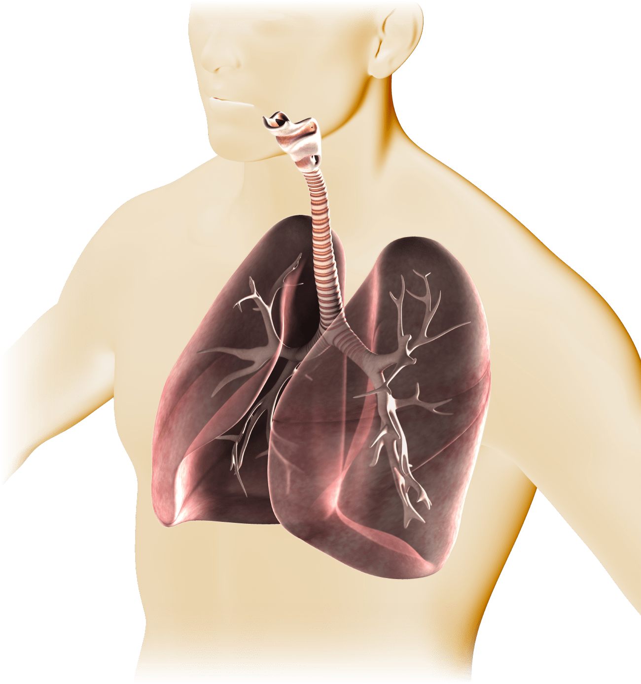 肺と呼吸器のイメージ